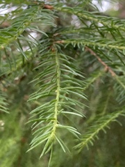 Picea abies