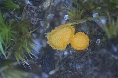 Octospora maireana
