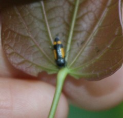 Ptosima gibbicollis
