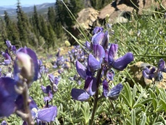 Lupinus lapidicola