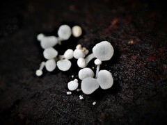 Physalacria australiensis