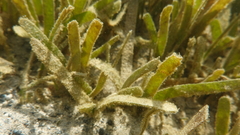 Thalassia hemprichii
