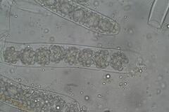 Octospora maireana