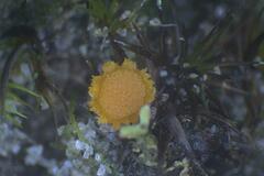 Octospora maireana