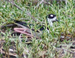 Himantopus mexicanus