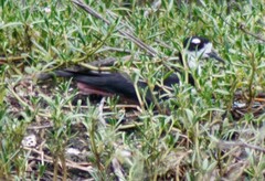 Himantopus mexicanus