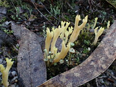 Ramaria lorithamnus