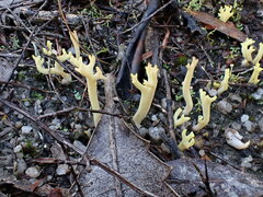 Ramaria lorithamnus