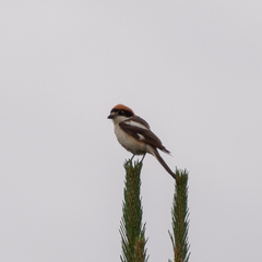 Lanius senator senator