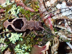 Epicedia trimaculata