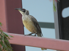 Philemon argenticeps