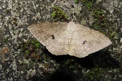 Luxiaria mitorrhaphes