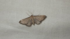 Idaea infirmaria