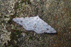 Lassaba parvalbidaria