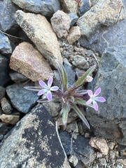 Collomia tinctoria
