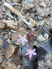 Collomia tinctoria