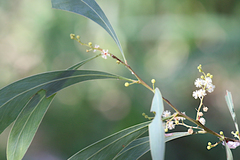 Acacia falcata
