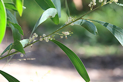 Acacia falcata