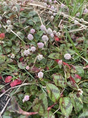Persicaria capitata