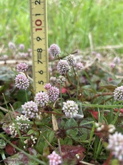 Persicaria capitata