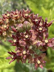 Asclepias hypoleuca