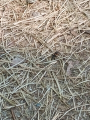 Staphylinus erythropterus