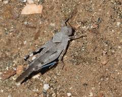 Trimerotropis thalassica