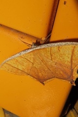 Thinopteryx crocoptera assamensis