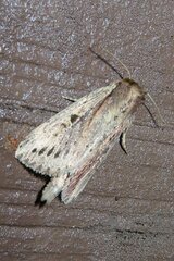 Sesamia nigropunctata