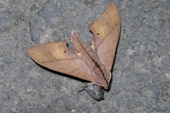 Marumba cristata