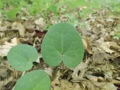 Hexastylis virginica