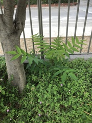 Ailanthus altissima