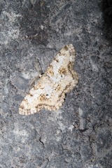 Hypomecis percnioides