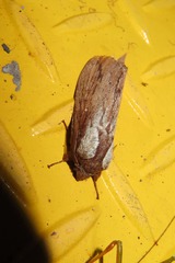 Pachypasoides albisparsa