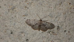 Idaea laevigata