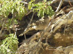 Pachycephala pectoralis youngi