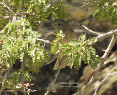 Pachycephala pectoralis youngi
