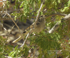Pachycephala pectoralis youngi