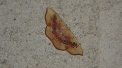 Cyclophora lennigiaria