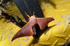 Comparmustilia gerontica