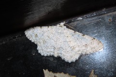 Lassaba parvalbidaria