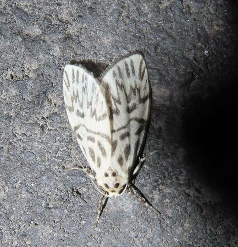 Miltochrista karenkensis