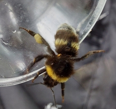 Bombus soroeensis