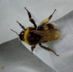 Bombus soroeensis
