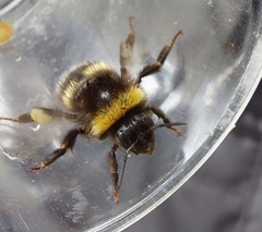 Bombus soroeensis