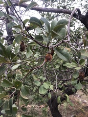 Terminalia phanerophlebia