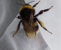 Bombus soroeensis