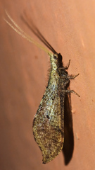 Berothidae