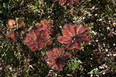 Drosera rosulata