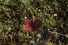 Drosera rosulata